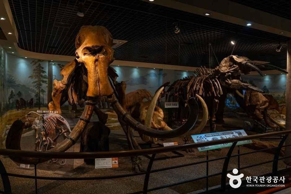 Mammoth and dinosaur skeletons in Anmyeondo Jurassic Museum gallery