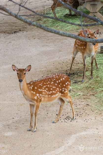 Spotted deer standing in the Seoul Forest deer enclosure